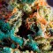 Семена сорта Silver Haze fem (Vision Seeds)
