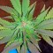 Семена сорта Sour Blueberry fem (Humboldt Seeds)