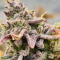 Семена сорта Sticky Sherbert GG fem (Seedkeepers)