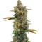 Микс семян конопли Auto Mix Pack #1 fem (Herbies Seeds)