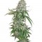 Семена сорта Buddha Quasar fem
