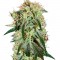 Семена сорта Damn Sour fem