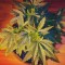 Семена сорта Afghan Cow fem (Dr. Krippling Seeds)