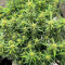 Семена сорта Auto Fire DOG fem (Advanced Seeds)