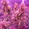 Семена сорта Auto Northern Lights fem (00 Seeds)