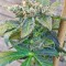 Семена сорта Bubble Gum fem (Serious Seeds)