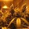 Семена сорта Cannatonic reg (Resin Seeds)