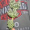 Семена сорта Chemdog fem (Green House Seeds)