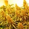 Семена сорта Dedoverde Haze fem