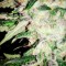 Семена сорта ICE fem (Female Seeds)