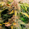 Семена сорта Leisure Zoot Larry fem (Dr. Krippling Seeds)