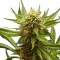 Семена сорта Northern Light fem (Royal Queen Seeds)