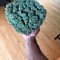 Семена сорта Power Kush fem (Dinafem Seeds)