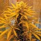 Семена сорта Top Dawg fem