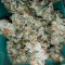 Семена сорта Violet's Wonder Auto fem (Sumo Seeds)