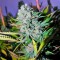 Семена сорта Deep Cheese fem (Dinafem Seeds)