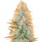 Amnesia Flash fem