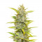 Семена сорта Auto Glueberry O.G. fem (Dutch Passion)