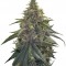 Семена сорта Desert Diesel fem