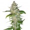 Семена сорта Swiss Cheese fem