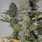 Семена сорта Canadian Kush 2.0 fem