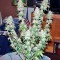 Семена сорта Afghan Kush X Yumbolt fem (World of Seeds)