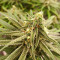 Семена сорта Alpujarrena fem (Pyramid Seeds)