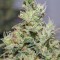 Семена конопли CBD Kush 