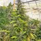 Семена сорта Chemdawg reg (Humboldt Seeds)