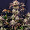 Семена сорта Frostbanger Auto F4 fem (FastBuds)