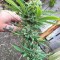Семена сорта Grand Heft Auto fem (Dr. Krippling Seeds)