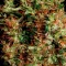 Семена сорта NY Diesel fem (Vision Seeds)