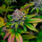Семена сорта Zkittlez x Grapefruit (7CH Seeds & Cali Buds Seeds)