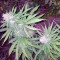 Семена сорта Allkush fem (Paradise Seeds)