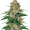 Микс семян конопли Gourmet Collection - Cannabis Winner Strains #2 (Delicious Seeds)