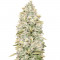 Семена сорта Gorilla Glue #4 fem (Anesia Seeds)