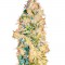 Семена сорта Nexus fem (Eva Seeds)