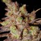 Семена сорта Choco Bud fem (Vision Seeds)