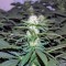 Семена сорта Hashberry reg (Mandala Seeds)