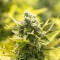Семена сорта Incredible Bulk fem (Dr. Krippling Seeds)