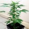 Семена сорта Auto Lime Skunk fem