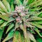 Семена сорта Northern Lights fem (00 Seeds)