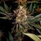 Семена сорта OG Kush Auto fem (Семяныч)