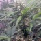 Семена сорта Swiss Cheese fem