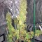 Семена сорта White Strawberry Skunk fem (Strain Hunters)