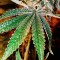 Семена сорта CBD Kong's Kush fem (Sumo Seeds)