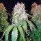 Сорт марихуаны California Hash Plant