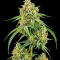 Семена сорта Durban Poison Auto fem (Семяныч)
