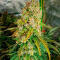 Семена сорта Durban Poison Auto fem (Семяныч)