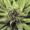 Семена сорта Honey Cream fem (Fast Flowering)